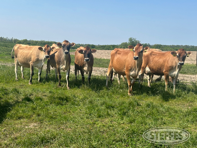 Van Dell Farms Registered Jersey Dairy Cattle Retirement Auction