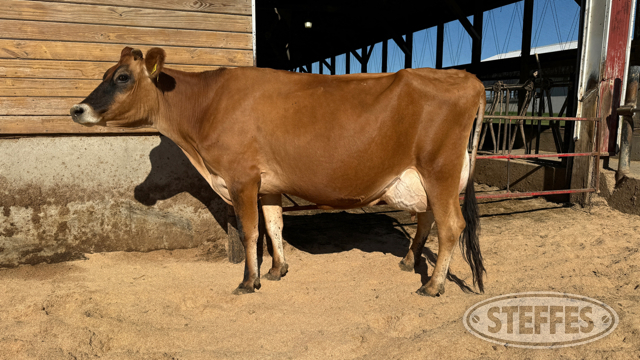 Van Dell Farms Registered Jersey Dairy Cattle Retirement Auction