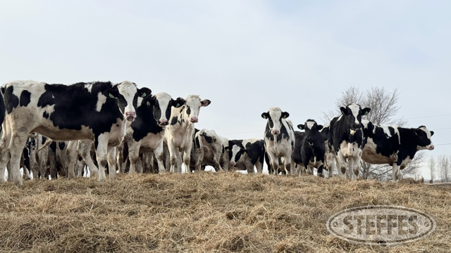 O'Loughlin Dairy Heifer Auction