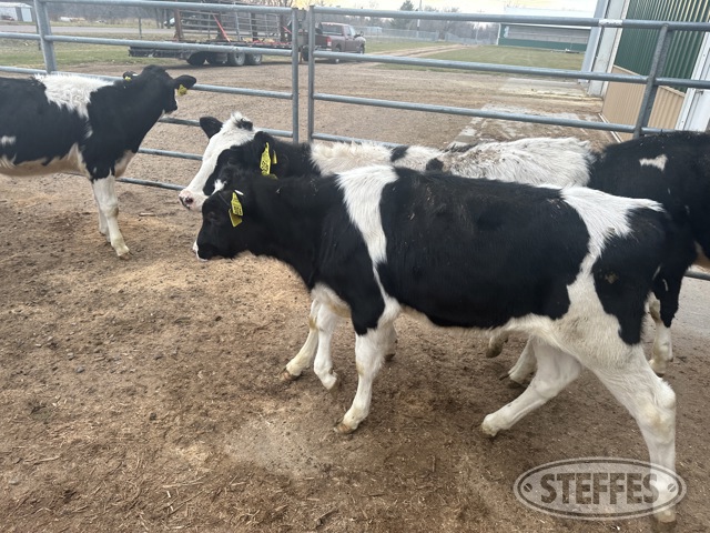 Trim-Bel Valley Dairy Cattle Auction