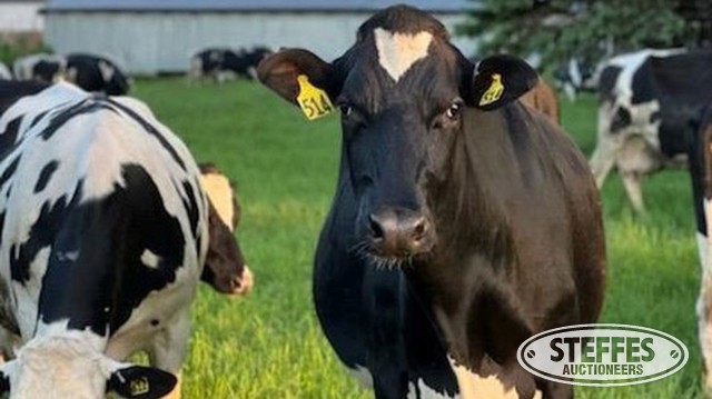 Christensen Dairy Cattle Auction