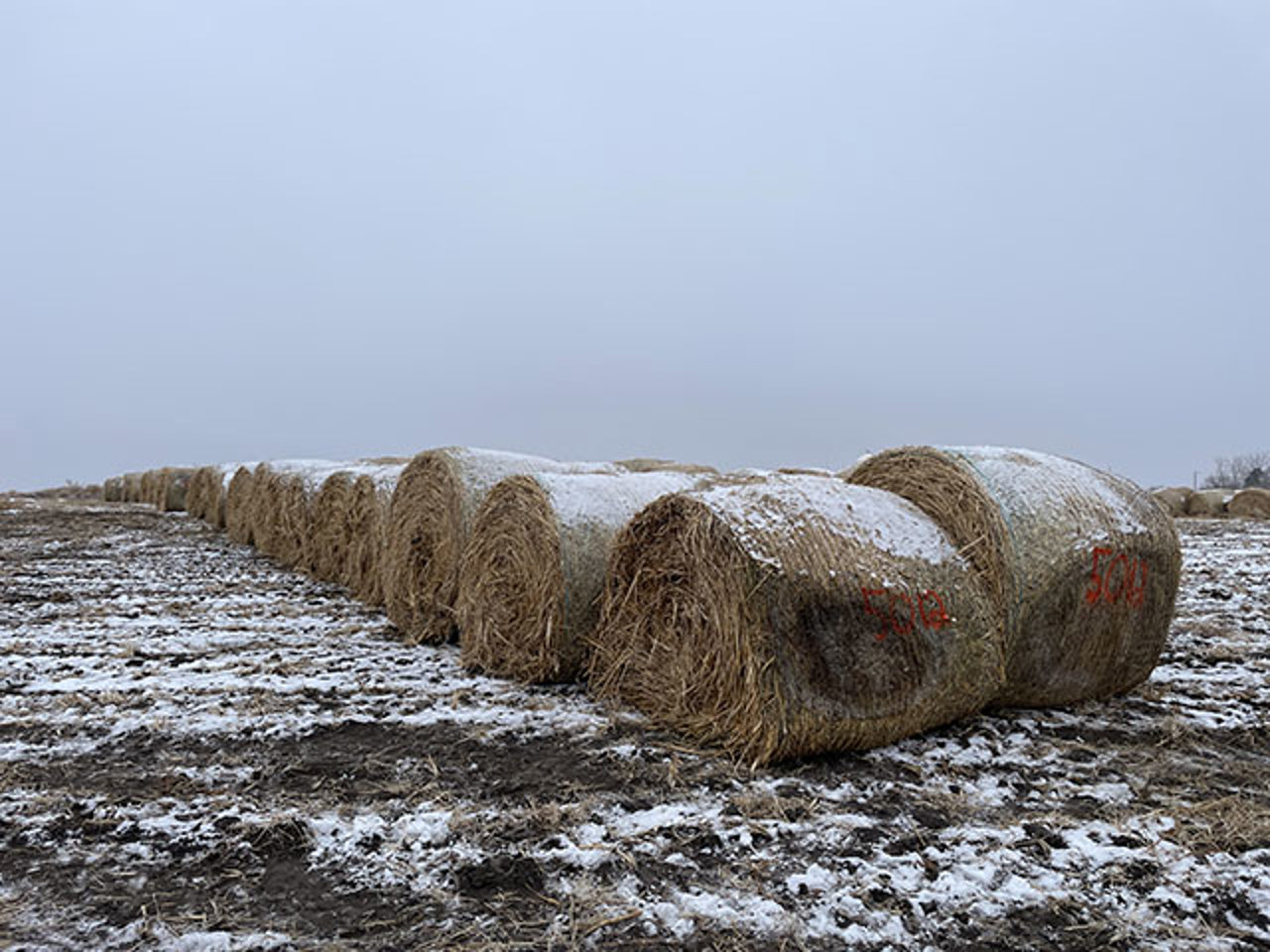 Steffes Group Andrew Mau Certified Millet Hay Auction Steffes group andrew mau certified millet hay auction