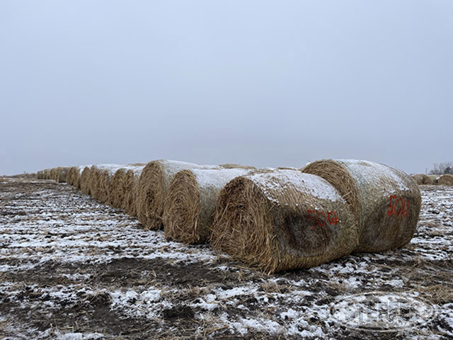 Andrew Mau Certified Millet Hay Auction
