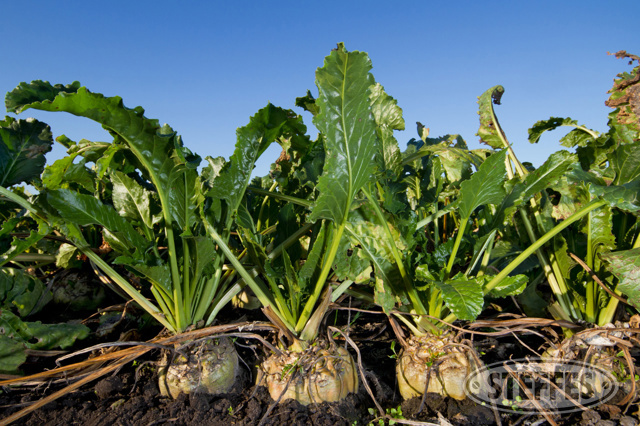 Minn-Dak Farmers Cooperative Shares Auction