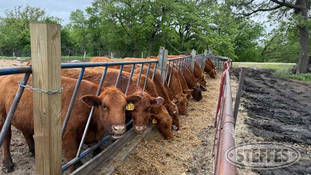 Nelson Bred Beef Retirement Auction