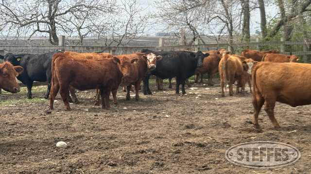 Nelson Bred Beef Retirement Auction