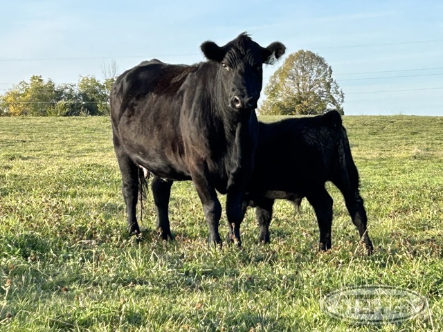 Dassel, MN Bred Beef Cow Auction