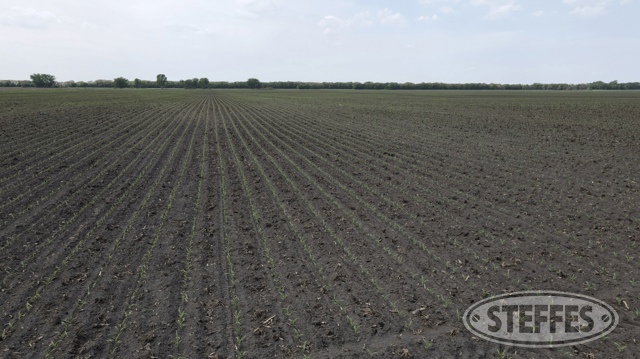 Wilkin County, MN Land Auction - 160± Acres - SOLD!!
