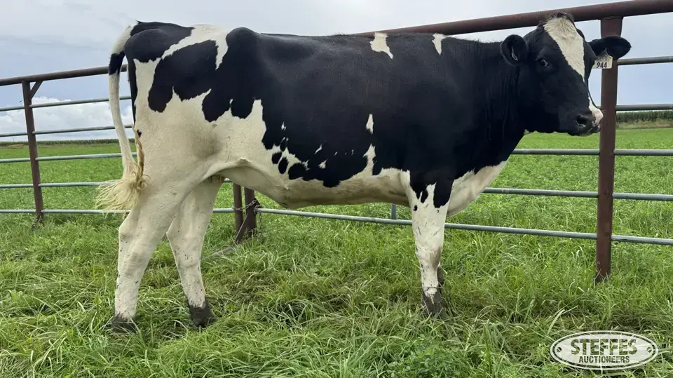 Holstein Bred Heifer - Tag 944 Dairy Cattle