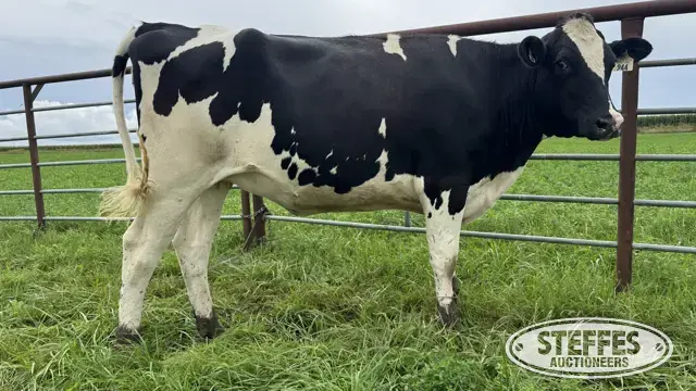 Holstein Bred Heifer - Tag 944