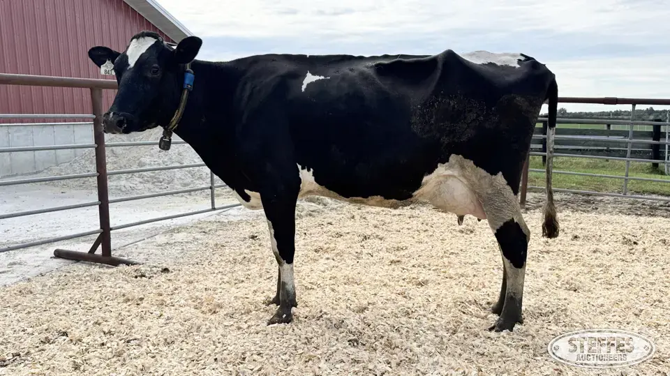 Holstein Cow - Tag 841 Dairy Cattle