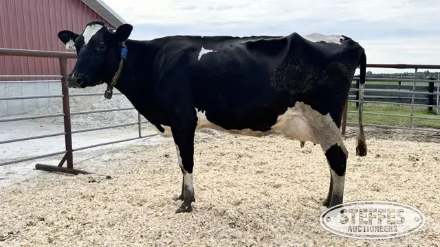 Holstein Cow - Tag 841