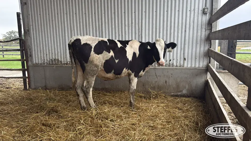 Holstein Heifer - Tag 1056 Dairy Cattle