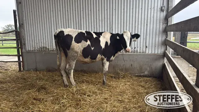Holstein Heifer - Tag 1056
