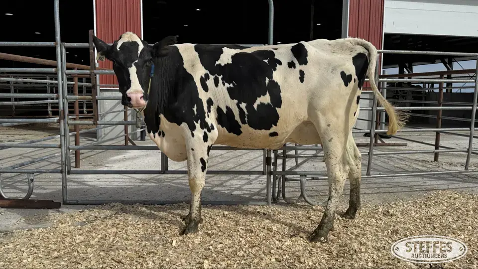 Holstein Cow - Tag 862 Dairy Cattle