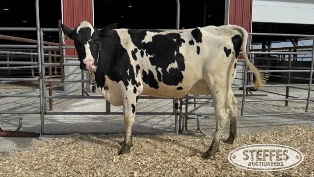 Holstein Cow - Tag 862