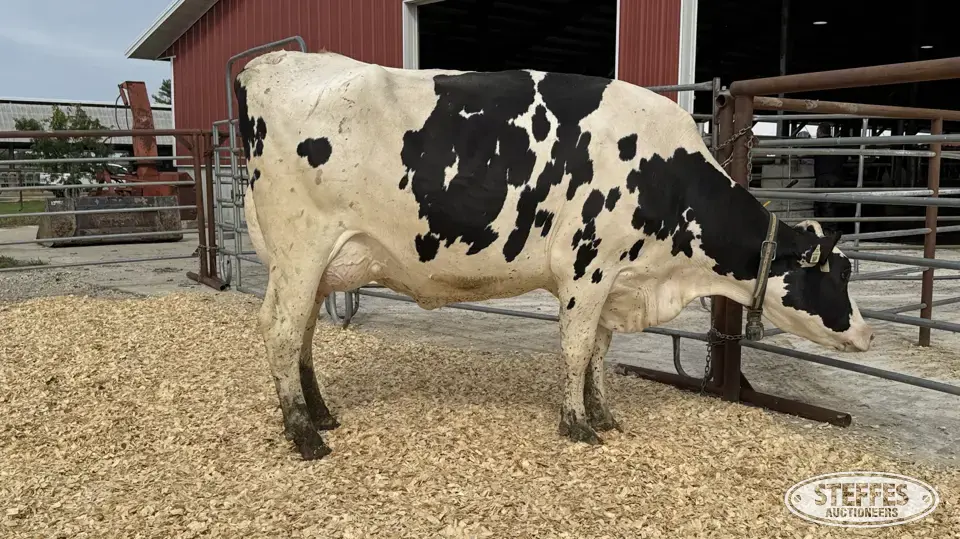 Holstein Cow -Tag 869 Dairy Cattle