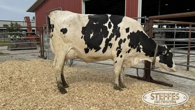 Holstein Cow -Tag 869