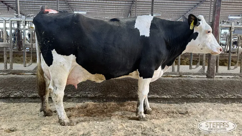 (12) Crossbred Cows Dairy Cattle