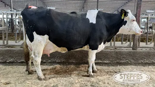 (12) Crossbred Cows