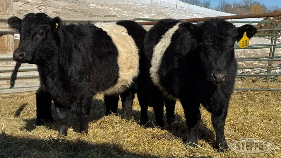 (3 Head) Open heifers Beef Cattle