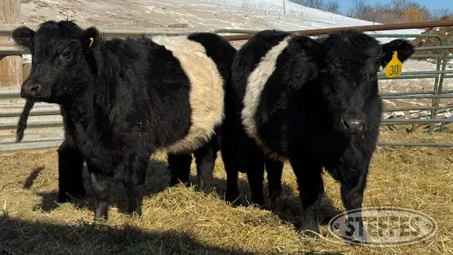 (3 Head) Open heifers