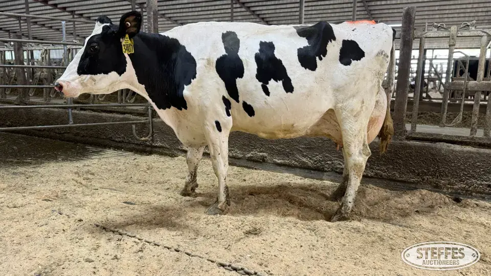 (7) Holstein Cows Milking or Dry Dairy Cattle