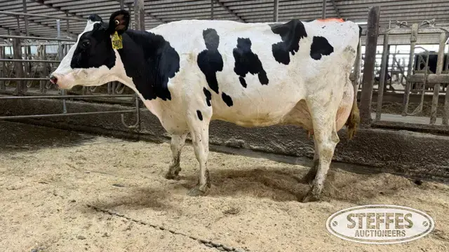 (7) Holstein Cows Milking or Dry
