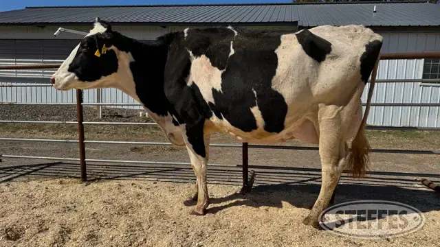 Holstein Cow - Tag 1882