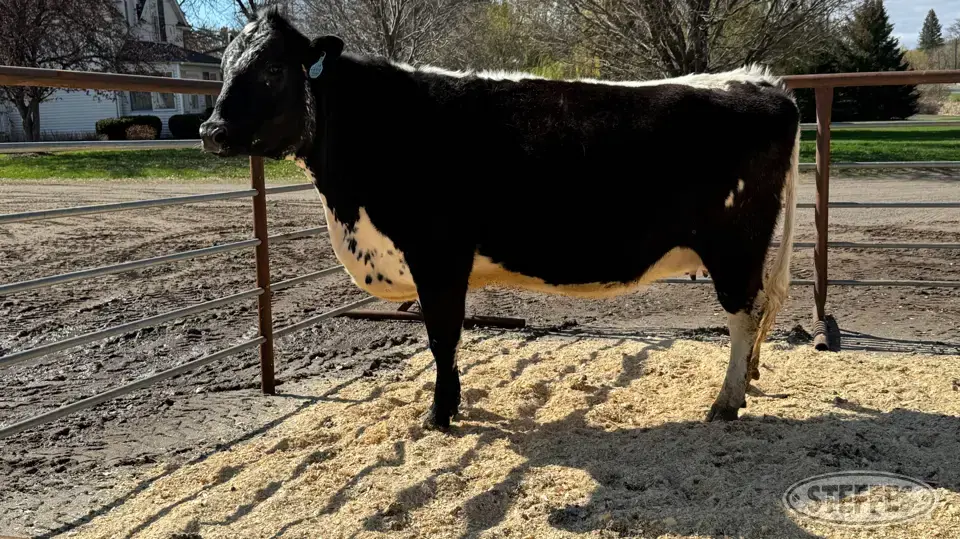 Speckle Park Cow - Tag 10325 Beef Cattle