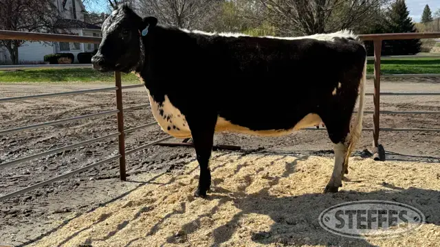 Speckle Park Cow - Tag 10325