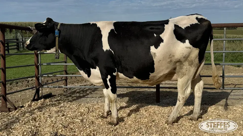 Holstein Cow - Tag 759 Dairy Cattle