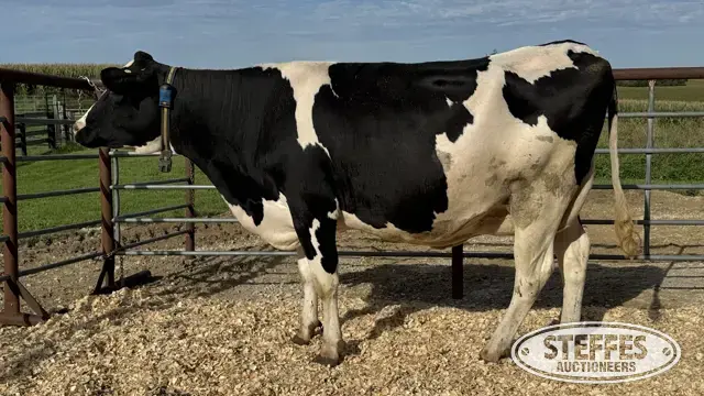 Holstein Cow - Tag 759