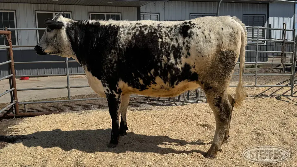 Speckle Park Bred Heifer - Tag 2009 Beef Cattle