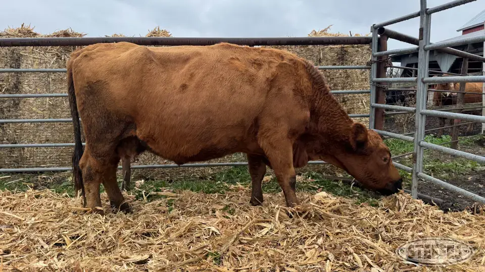 (1) Beef cow Beef Cattle