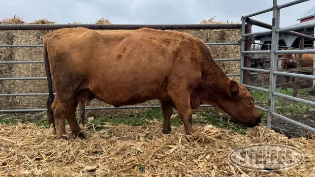(1) Beef cow