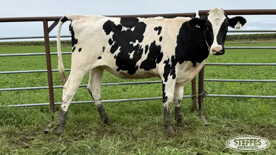 Holstein Bred Heifer - Tag 968 Dairy Cattle