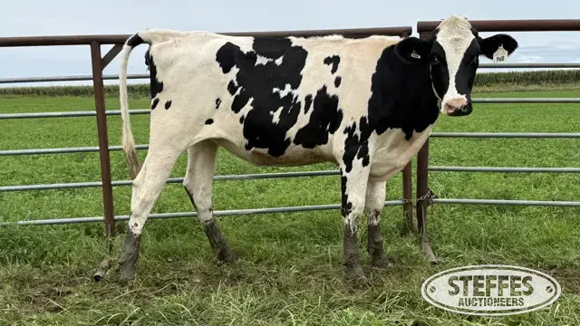 Holstein Bred Heifer - Tag 968