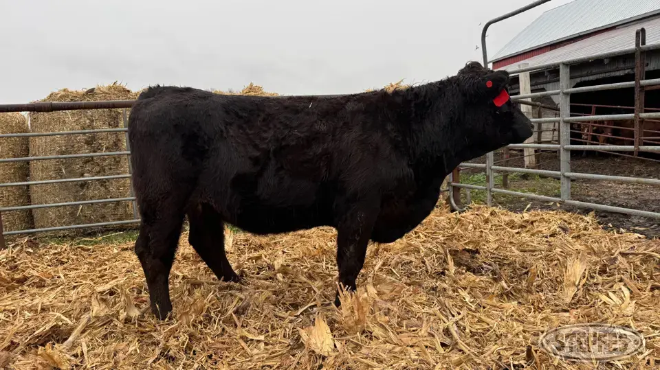 (1) Beef bred heifer Beef Cattle