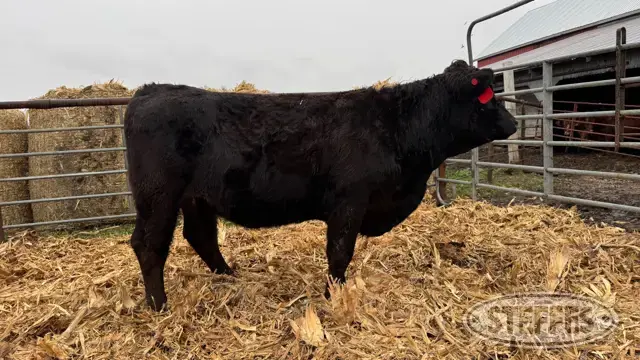 (1) Beef bred heifer