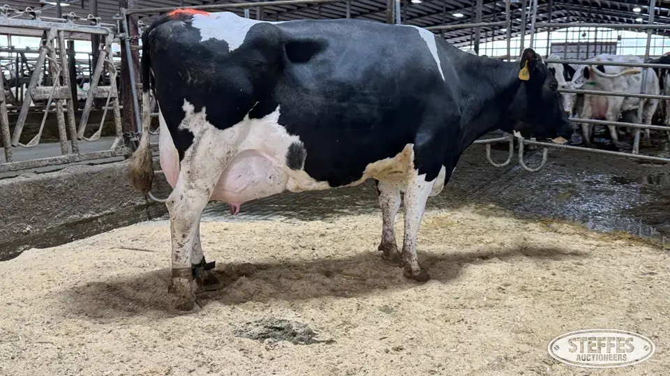(3) Holstein Cows Dairy Cattle