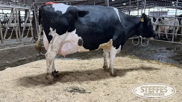 (3) Holstein Cows