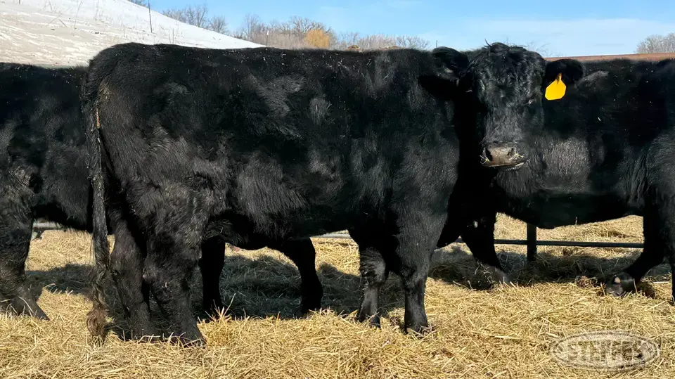 (4 Head) Beef cows Beef Cattle