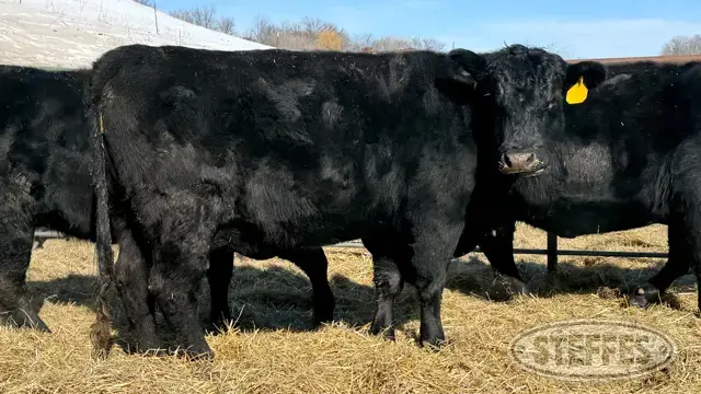 (4 Head) Beef cows