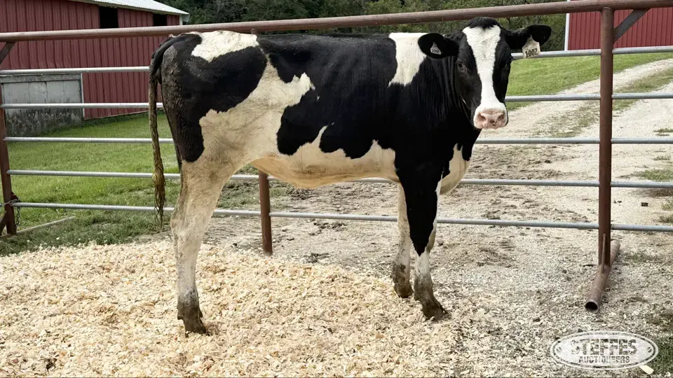 Holstein Heifer - Tag 1002 Dairy Cattle