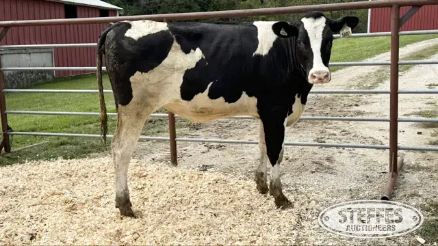 Holstein Heifer - Tag 1002