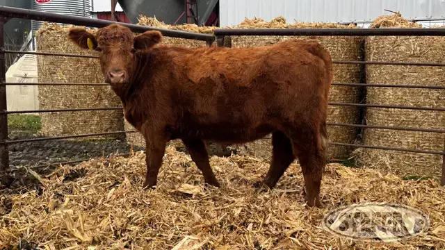 (2) Beef heifers