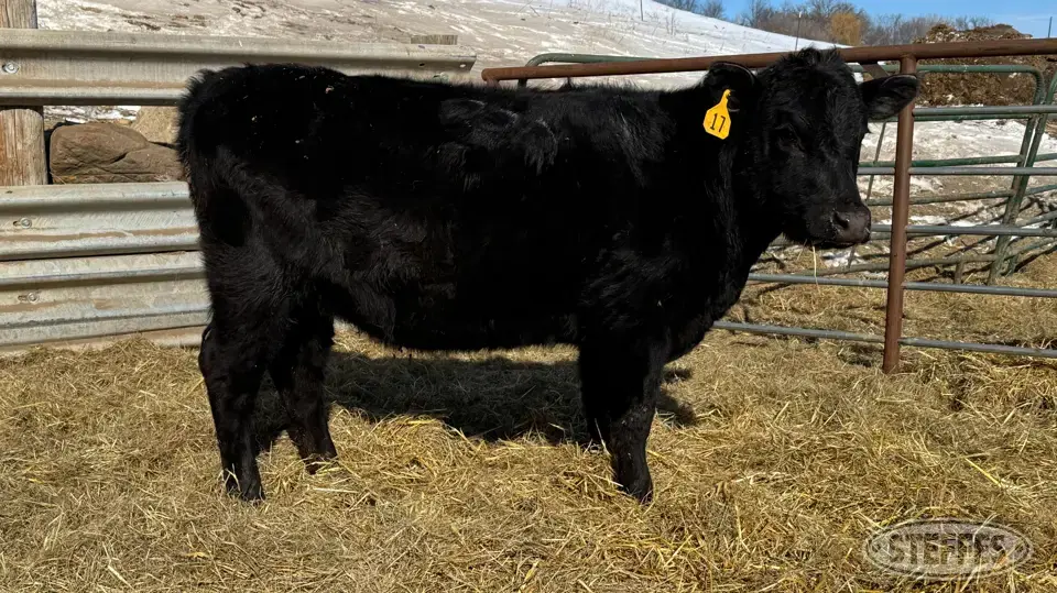 (2 Head) Open heifers Beef Cattle
