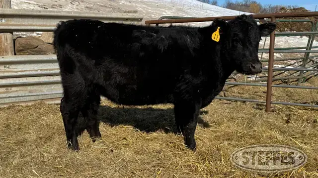 (2 Head) Open heifers