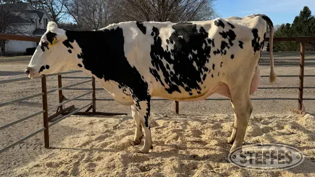 Holstein Cow - Tag 1933